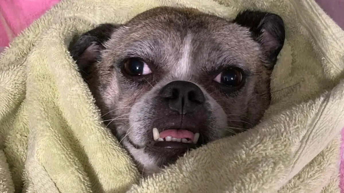 35 Memes Shared By This Dog’s Owner That Turn Everyday Struggles Into Comedy