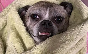35 Memes Shared By This Dog’s Owner That Turn Everyday Struggles Into Comedy