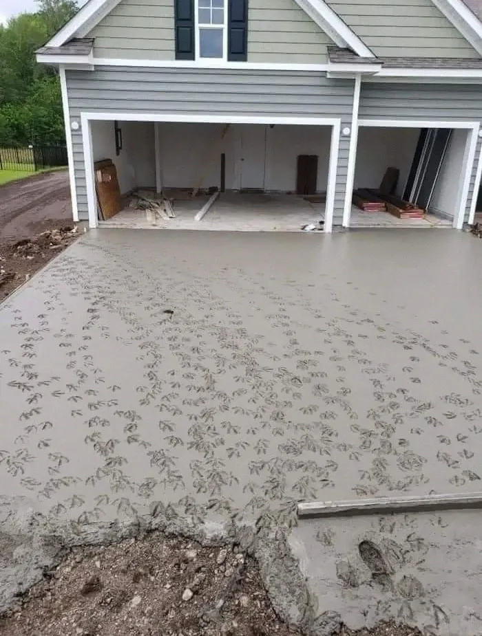 Ducks Walking Across Finished Concrete