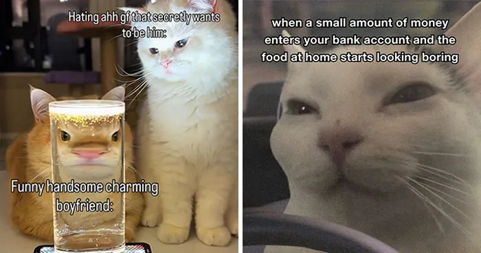 “Of Course Cats”: 70 Hilarious Memes For Every Mood