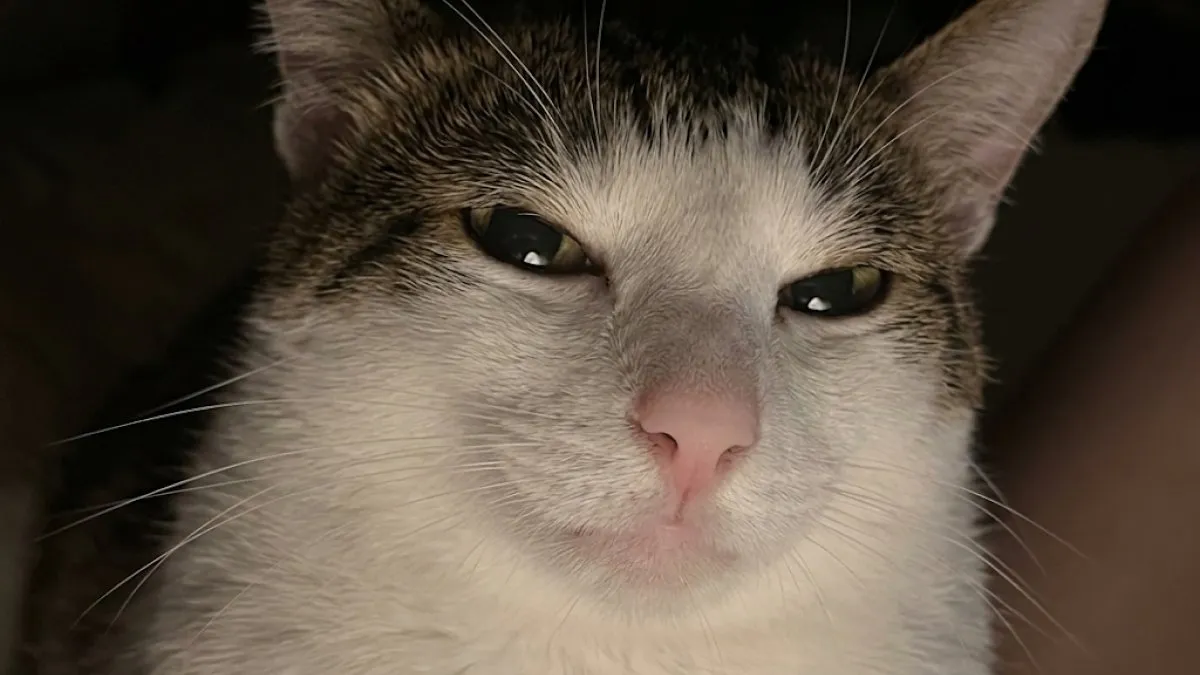 These 77 Relatable Cat Memes Are The Best Way To Start The Day With A Smile