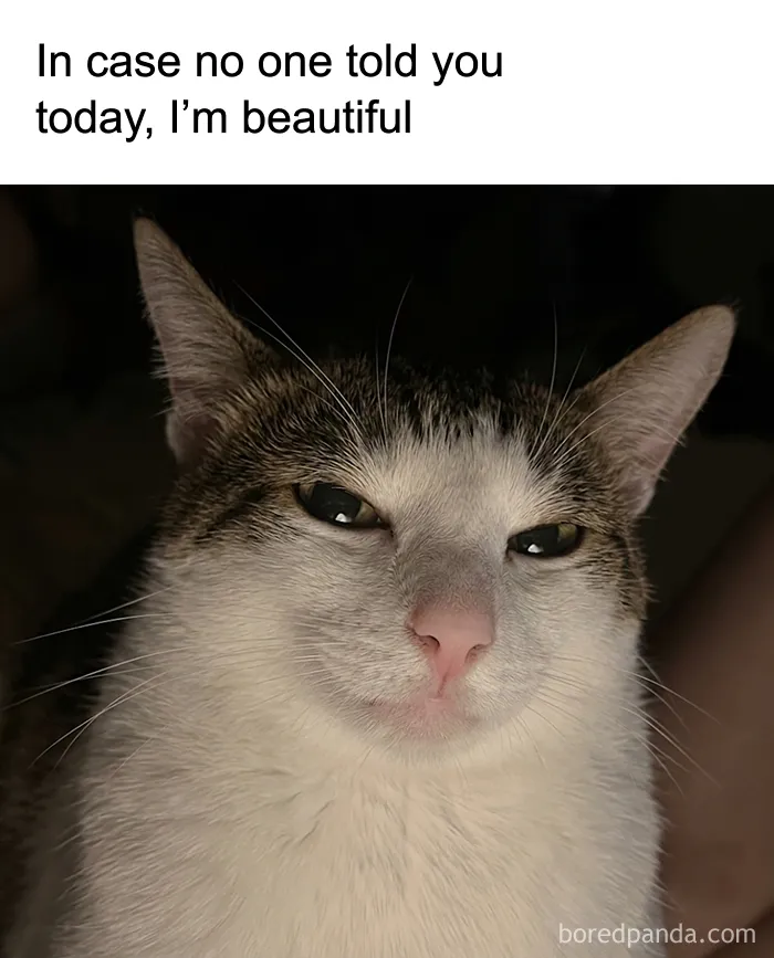 These 77 Relatable Cat Memes Are The Best Way To Start The Day With A Smile