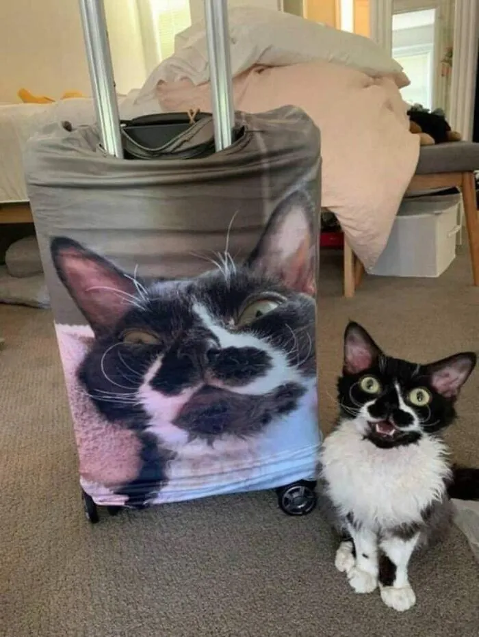 89 Pics That Might Make You Stop Scrolling Just To Figure Out What’s Going On