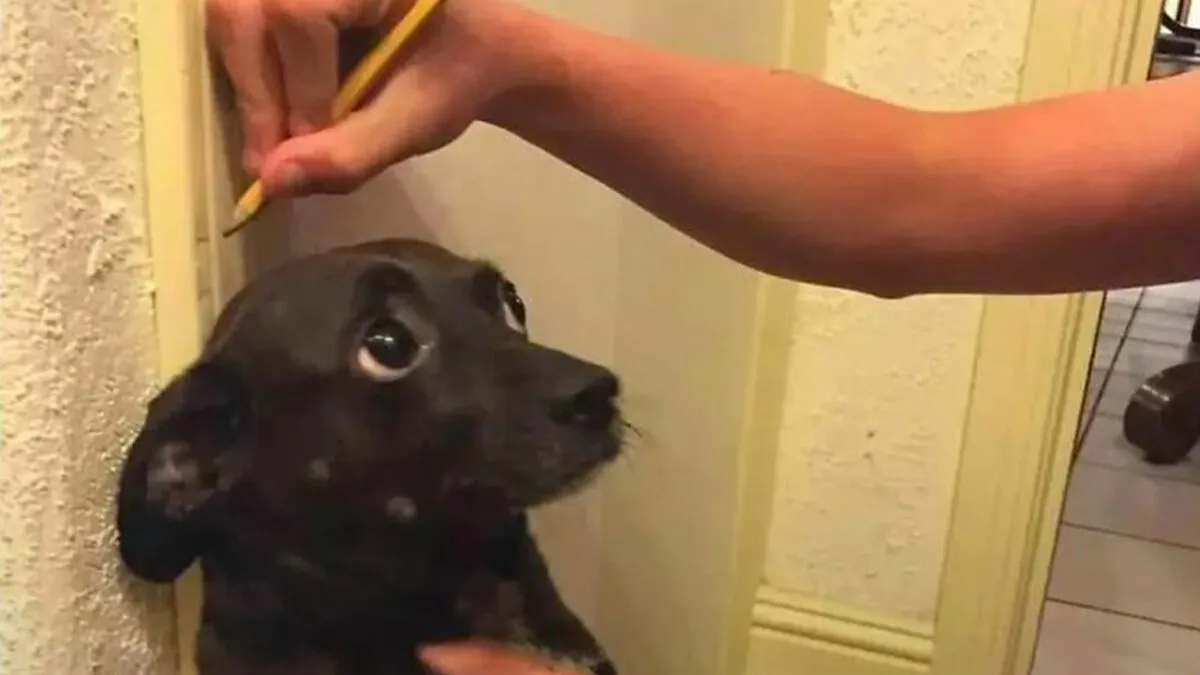 This Page Shared 62 Memes That Show Why Dogs Are So Lovable And Entertaining