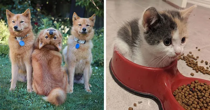 107 Wholesome Animal Photos That Might Restore Your Faith In The Internet