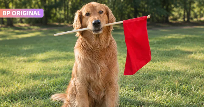 Nearly Half Of Singles Want A Golden Retriever Boyfriend, Here Is What They Are Not Seeing