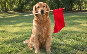 Nearly Half Of Singles Want A Golden Retriever Boyfriend, Here Is What They Are Not Seeing