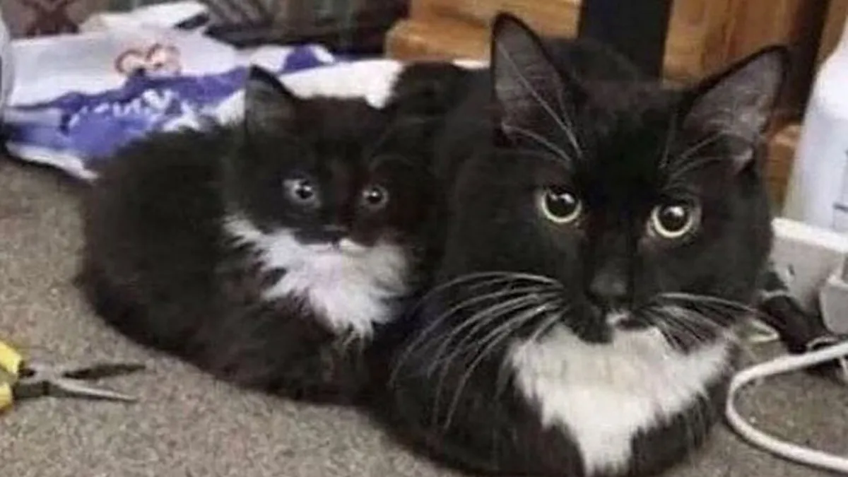 48 Of The Funniest Cat Memes Shared By This Page That Are Impossible Not To Laugh At