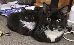 48 Of The Funniest Cat Memes Shared By This Page That Are Impossible Not To Laugh At