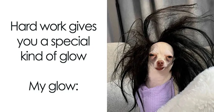 54 Memes That Prove Dogs Have A Natural Talent For Comedy, As Shared By This Page