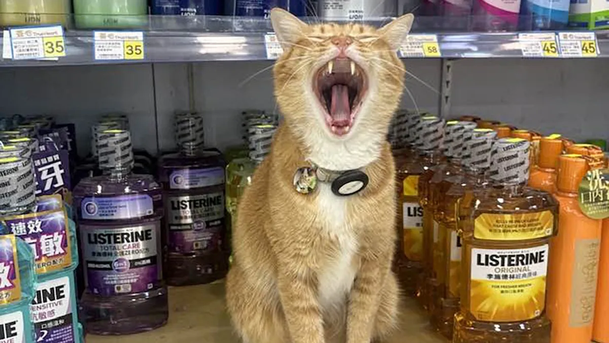 44 Times Cats Joined The Workforce And Immediately Became The Boss, As Shared By This Community