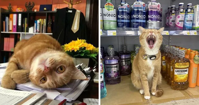 44 Times Cats Joined The Workforce And Immediately Became The Boss, As Shared By This Community