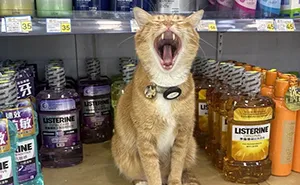 44 Hilarious Cats At Work Who Took Their Careers Very Seriously, As Shared By This Page