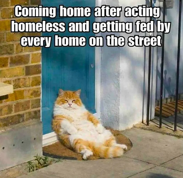 70 Funny Cat Memes Shared By This Page To Send Your Furry Friend And Lift Your Spirits