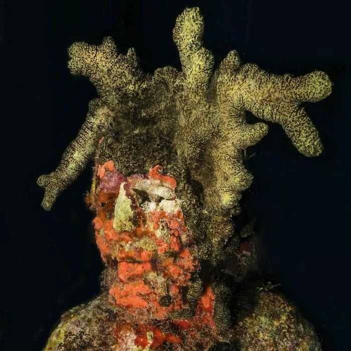 Terrifyingly Beautiful, Green And Red Sponges After 10 Years