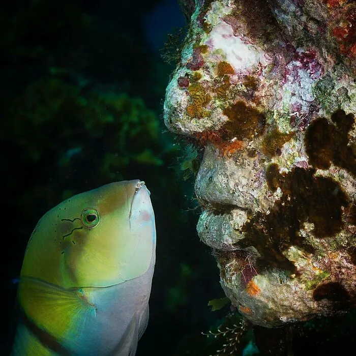 For 20 Years, This Artist Has Been Placing Stunning Sculptures Beneath The Ocean That Support Marine Life (20 New Pics)