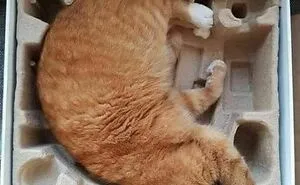 70 Funny Cat Memes Shared By This Page To Send Your Furry Friend And Lift Your Spirits
