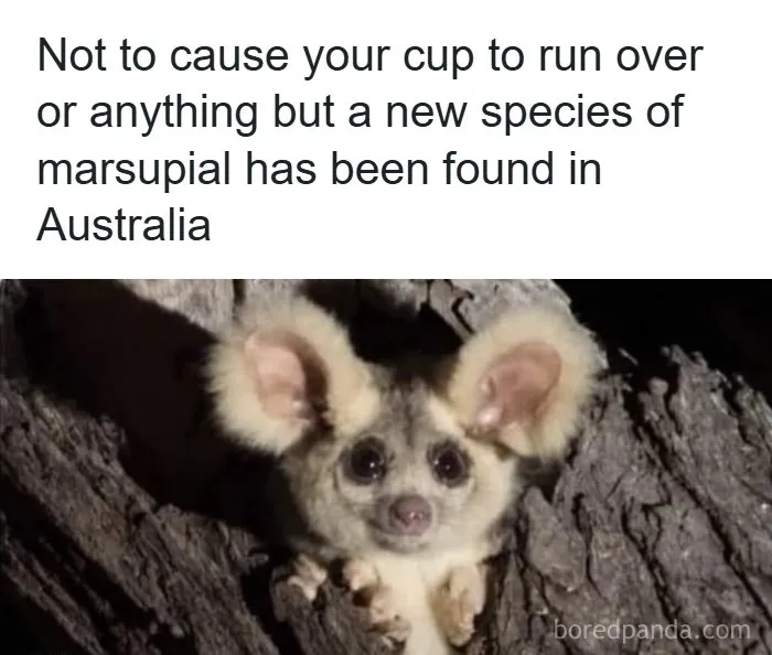 Fun-Animal-Memes