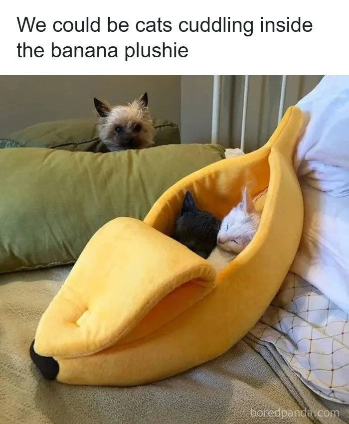 80 Tiny Doses Of Wholesomeness For When You Need Something Nice On Your Feed