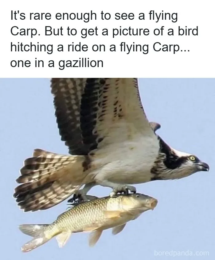 78 Hilarious But Not-So-Relatable Memes That Prove Rednecks Really Do Exist