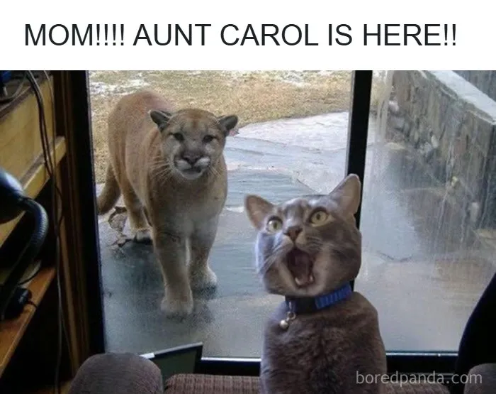 134 Memes That Make A Strong Case For Animals Being The Funniest Part Of The Internet