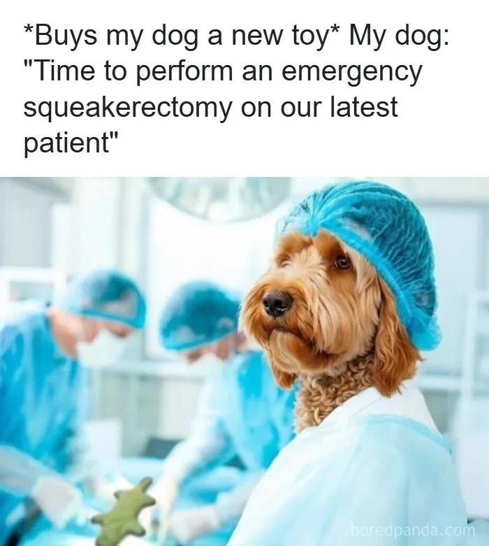Dog dressed as a surgeon with text about emergency squeakerectomy, relatable memes