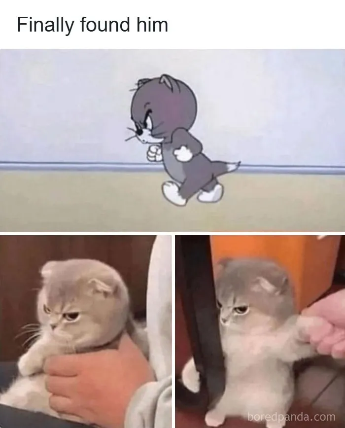 134 Memes That Make A Strong Case For Animals Being The Funniest Part Of The Internet