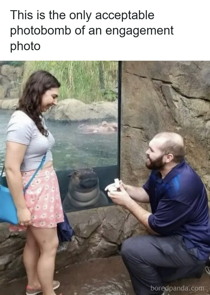 Engagement photo with a hippo photobombing behind glass