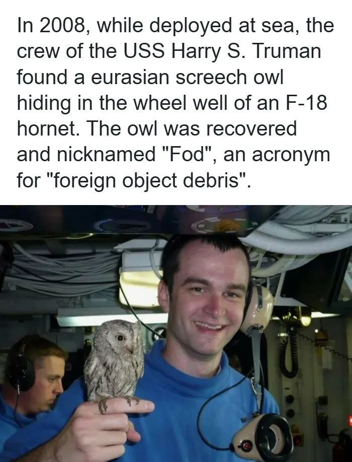 A man smiles holding a small screech owl on his finger in a remarkable photo showing the past