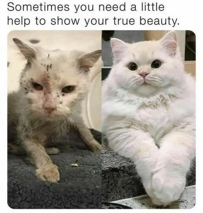 70 Funny Cat Memes Shared By This Page To Send Your Furry Friend And Lift Your Spirits