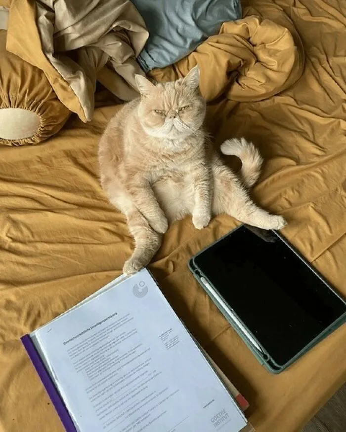 44 Times Cats Joined The Workforce And Immediately Became The Boss, As Shared By This Community