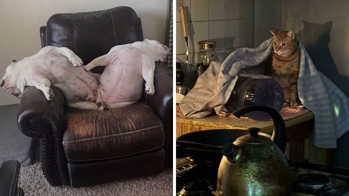 102 Photos So Unintentionally Dramatic, They Could Pass Off As Renaissance Art (New Pics)
