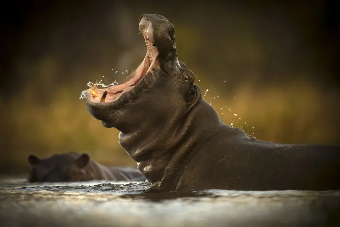 Jaws