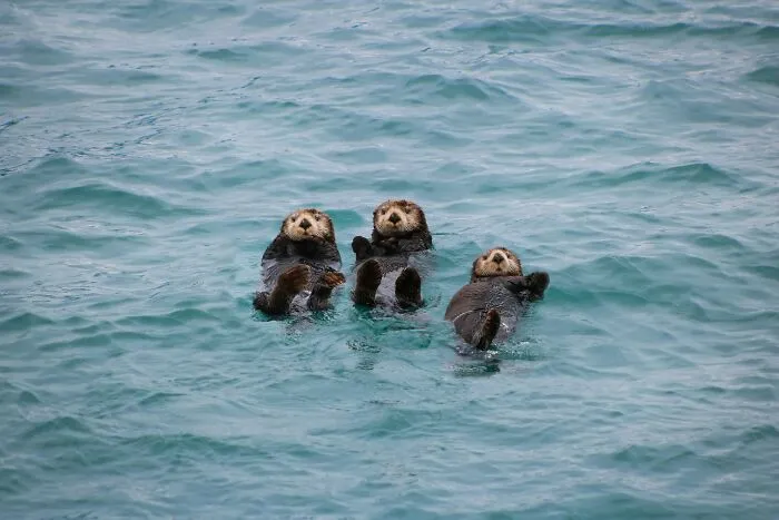 These 49 Animals Seem Cute But Zookeepers Say They Are A Total Nightmare