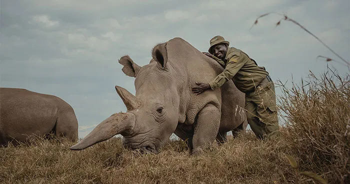 18 Powerful Photos By Mital Patel Showcasing The Last 2 Northern White Rhinos And Their Dedicated Caretakers