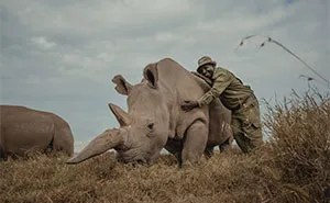 18 Powerful Photos By Mital Patel Showcasing The Last 2 Northern White Rhinos And Their Dedicated Caretakers