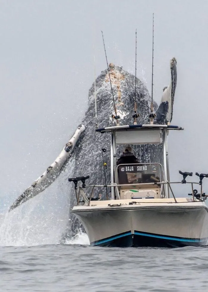 A massive humpback whale breaching right behind a small fishing boat in the ocean