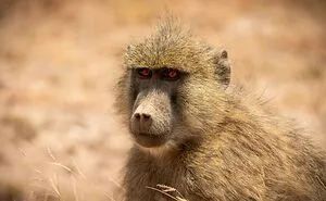 These 49 Animals Seem Cute But Zookeepers Say They Are A Total Nightmare