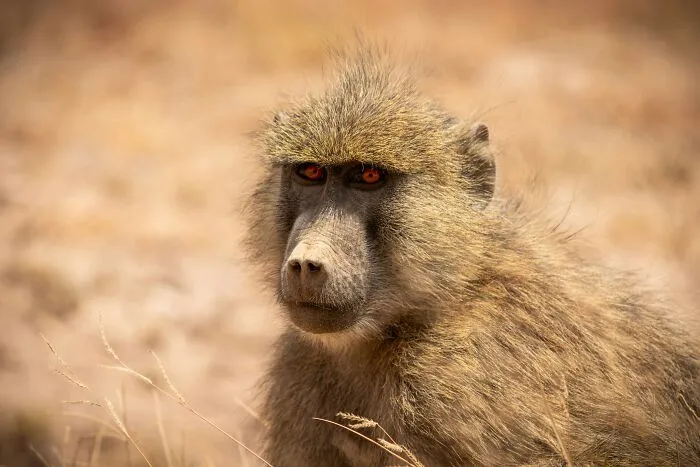 These 49 Animals Seem Cute But Zookeepers Say They Are A Total Nightmare