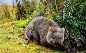 These 49 Animals Seem Cute But Zookeepers Say They Are A Total Nightmare