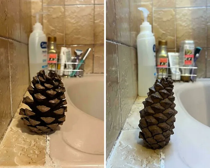 I Put A Pinecone In My Shower. It Closes When I Shower And Opens Again When It Dries