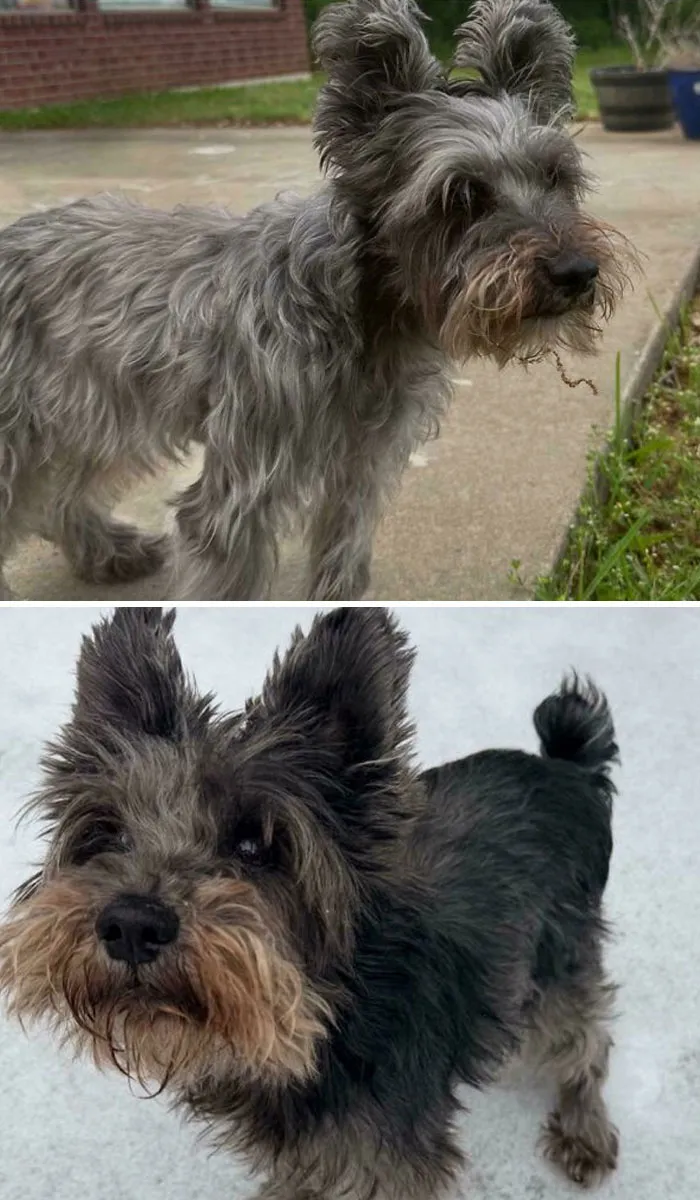 My Dog Had Chemo And His Fur Went From Being Silver To Black
