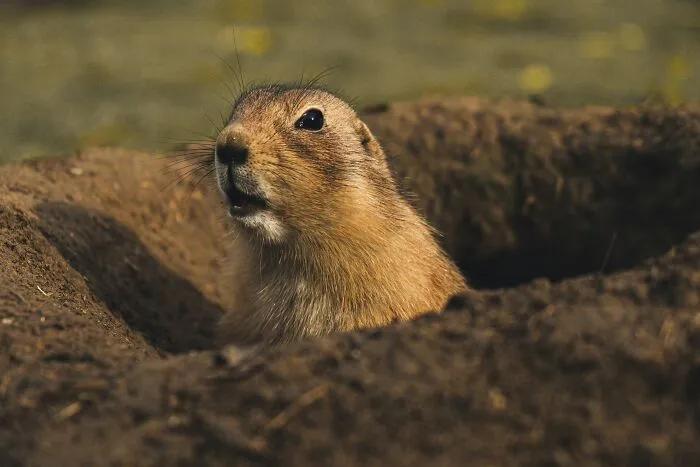 These 49 Animals Seem Cute But Zookeepers Say They Are A Total Nightmare