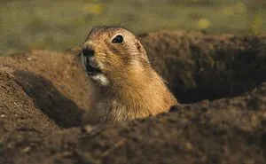 These 49 Animals Seem Cute But Zookeepers Say They Are A Total Nightmare