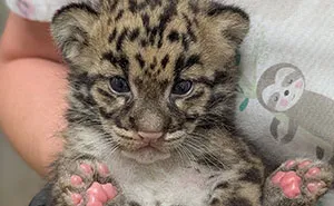 Rare Animals Could Soon Be Living Next To A Massive AI Data Center, So This Zoo Is Drawing The Line
