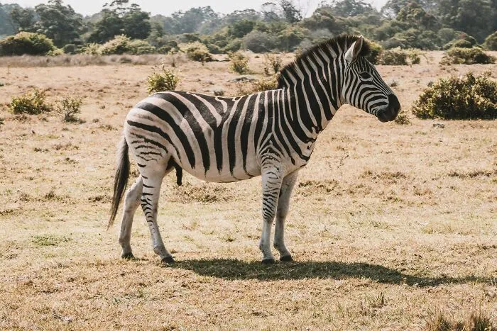 These 49 Animals Seem Cute But Zookeepers Say They Are A Total Nightmare