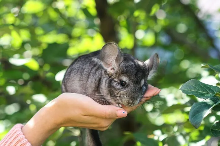 These 49 Animals Seem Cute But Zookeepers Say They Are A Total Nightmare