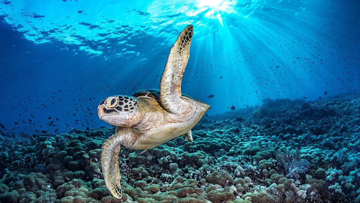 94 Breathtaking Photographs Celebrated At The 2026 Ocean Photographer Of The Year Awards