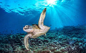 94 Breathtaking Photographs Celebrated At The 2026 Ocean Photographer Of The Year Awards