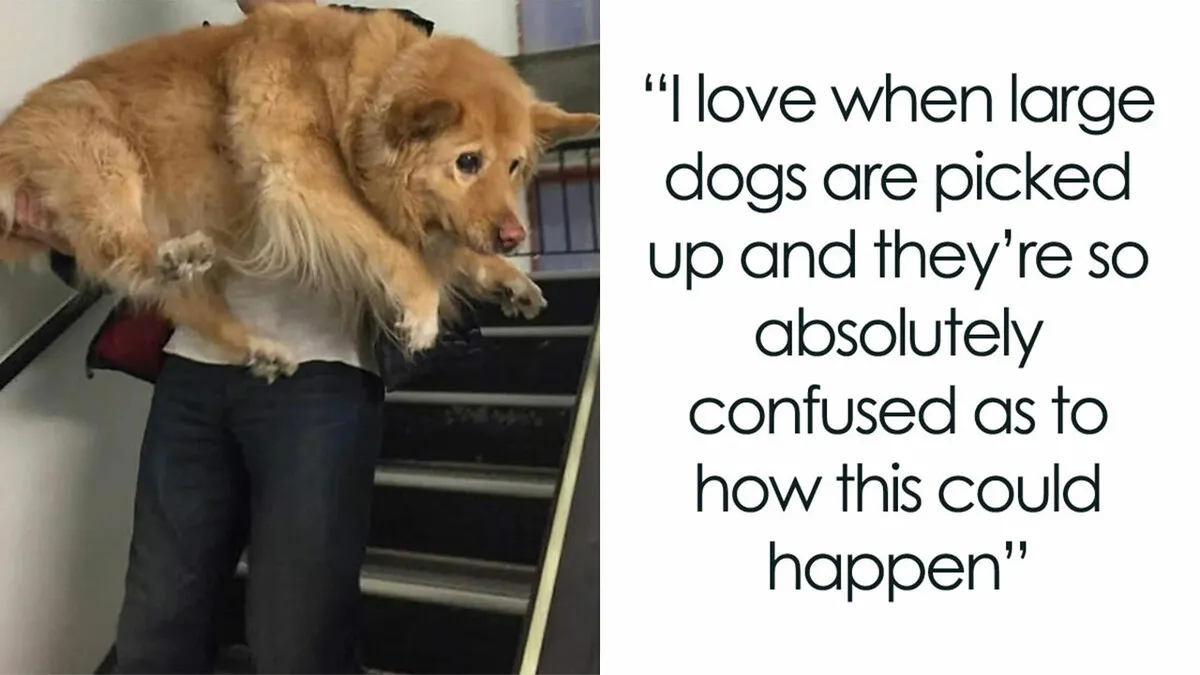 76 Funny Jokes Shared By The “Spicy Dog Memes” Page That Dog Owners Might Instantly Relate To